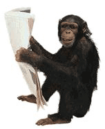 scimmiache legge-13